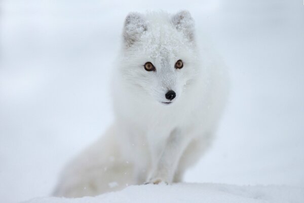 Cute white arctic fox on a snow background