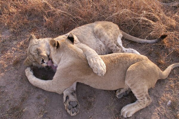 Lionesses. lionesses are playing. games in the savannah