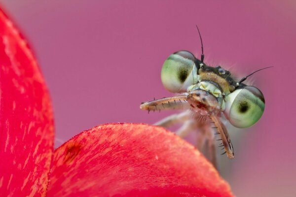 Citrino de ojos verdes en una flor escarlata