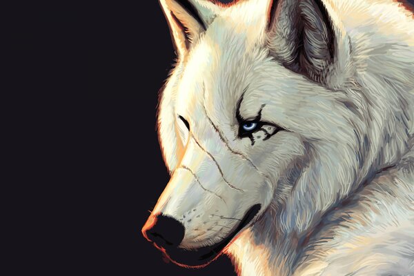 Blue eyes and scars of a white wolf muzzle