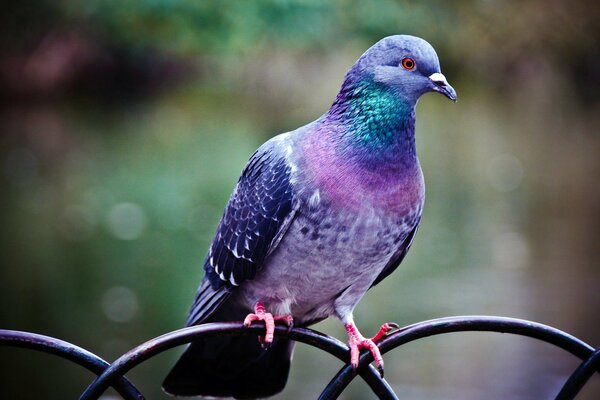 Orgoglioso uccello di montagna in posa sulla macchina fotografica