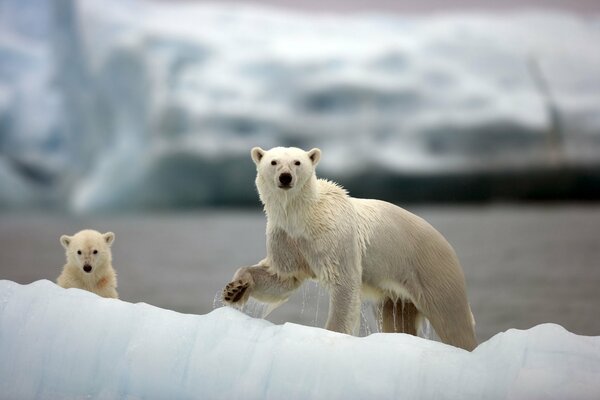 A bear with a bear cub on a hunt in the Arctic