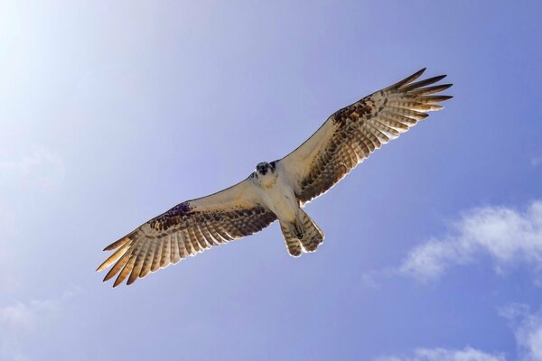 Vuelo de pájaro en el cielo. Envergadura