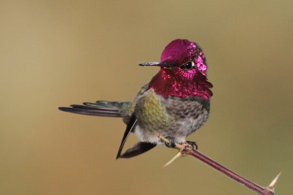 El plumaje rosado de un colibrí sentado en una rama