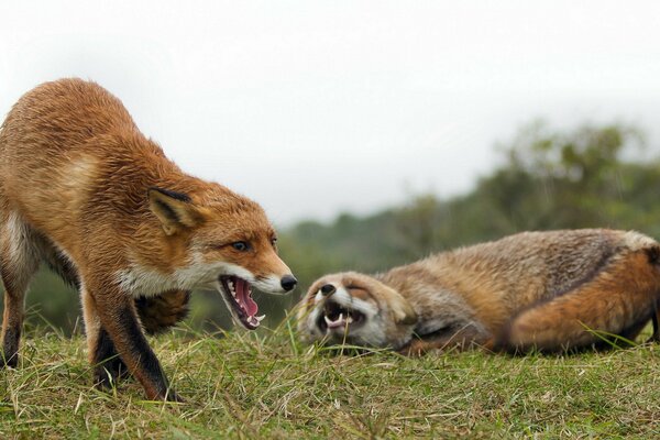 Dos zorros en medio de la naturaleza