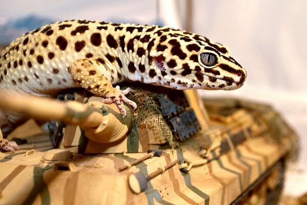 Spotted iguana climbed on a tank