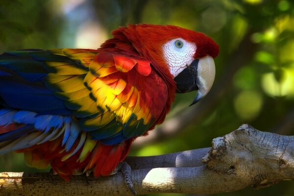 Brillante guacamayo loro sentado en una rama