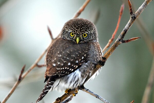 Hibou assis sur une branche dans la forêt