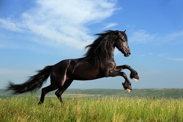 Cavallo libero in un campo soleggiato