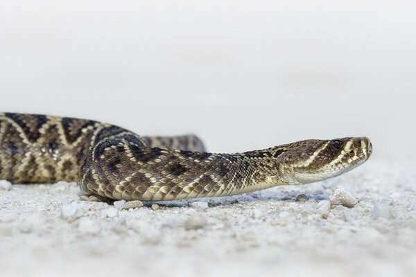 Cobra venenosa en el mundo animal