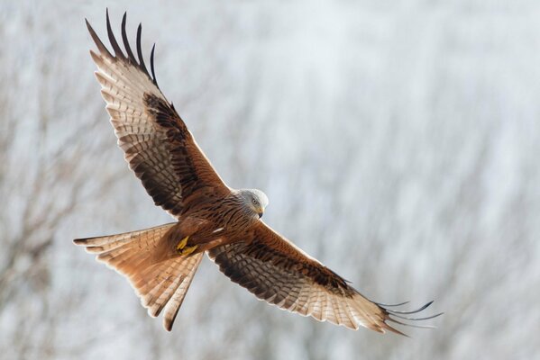 Le cerf-volant rouge. prédateur en vol. ailes larges