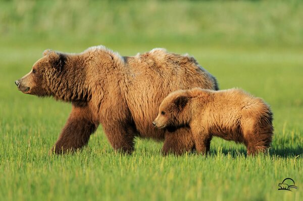 A bear and a bear cub in a green field