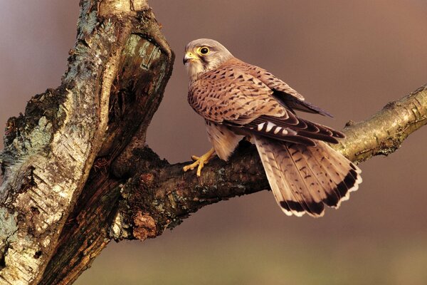 The falcon sits on a branch with its tail turned