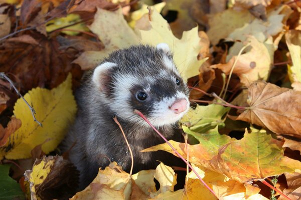 Korek zeigte seine Schnauze in einem Haufen Herbstlaub