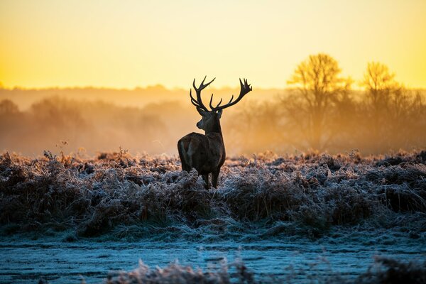 Cerf debout dans l herbe couverte de givre