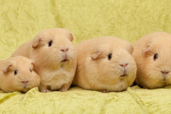 Quartet of guinea pigs