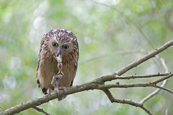 An owl with prey is sitting on a dry branch