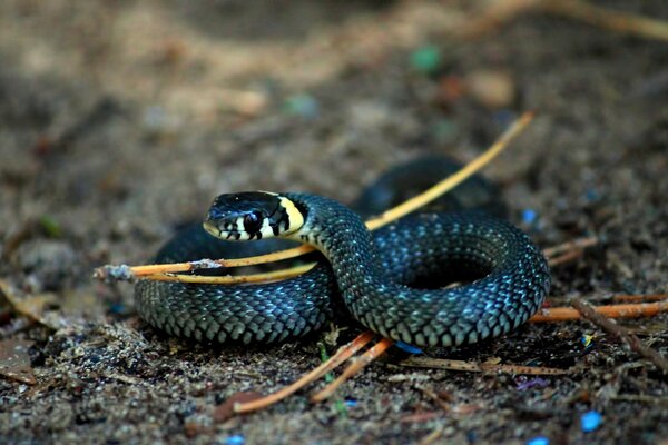 Serpiente en forma de signo infinito