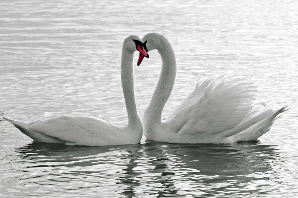 Die ewige Liebe der weißen Schwäne