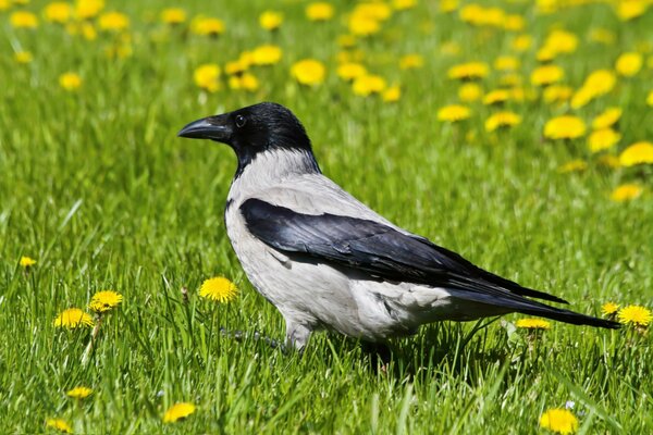 Crow. A walk through the field with dandelions