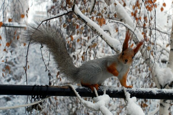 A squirrel in winter on a branch looks at me