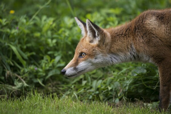 A little red fox among the greenery