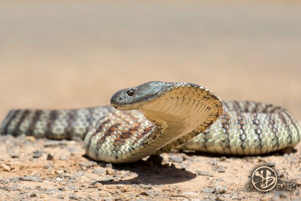 Serpiente en medio de la naturaleza sin vida