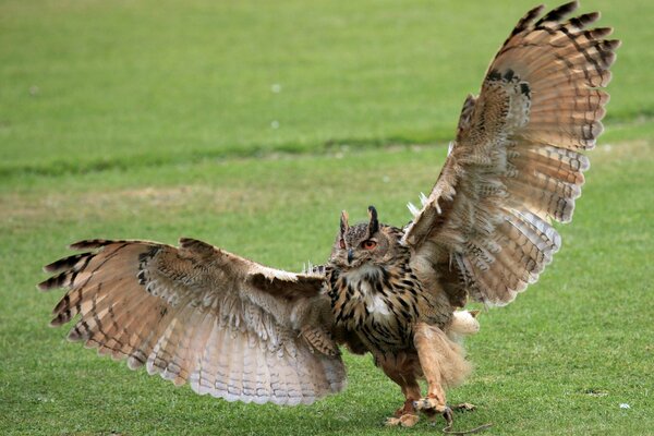 A gloomy owl opened its wings, walking on the lawn