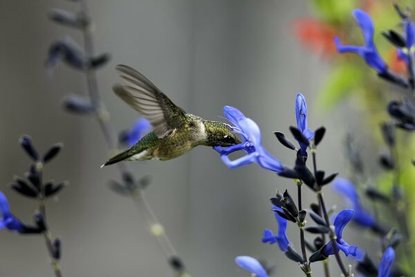 Un simpatico uccello colibrì vola sopra un fiore snuff