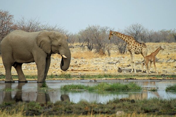 Wildtiere in Afrika. Elefant und Giraffen