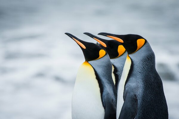 Manchots royaux en Antarctique. Géorgie Du Sud