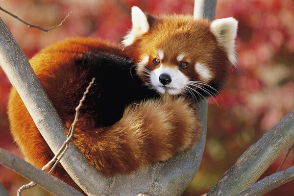 Panda rojo sentado en un árbol