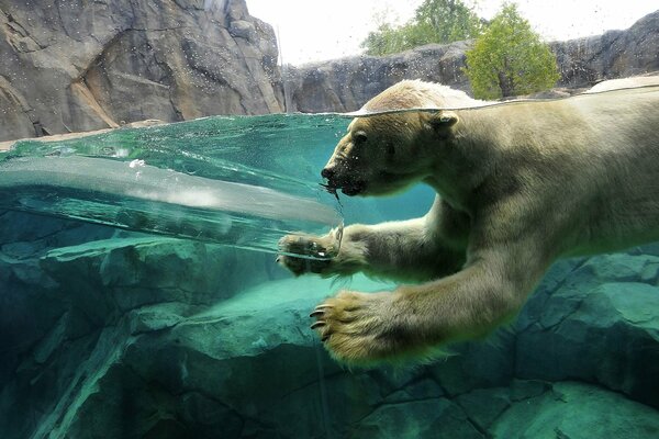 Un oso polar se sumerge en el agua