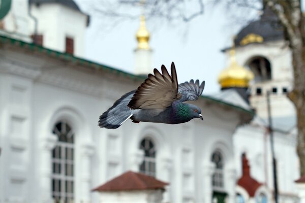 Taube. Vogel auf dem Hintergrund der Kirche