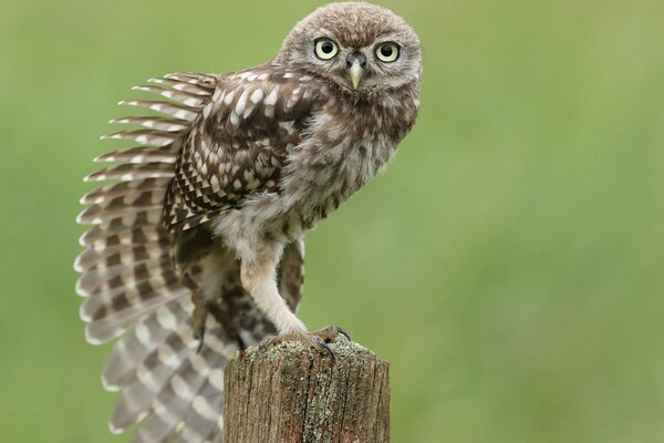 An owl sits on a wooden post