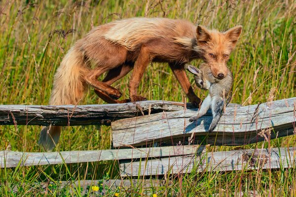 Pelirroja Vixen lleva botín