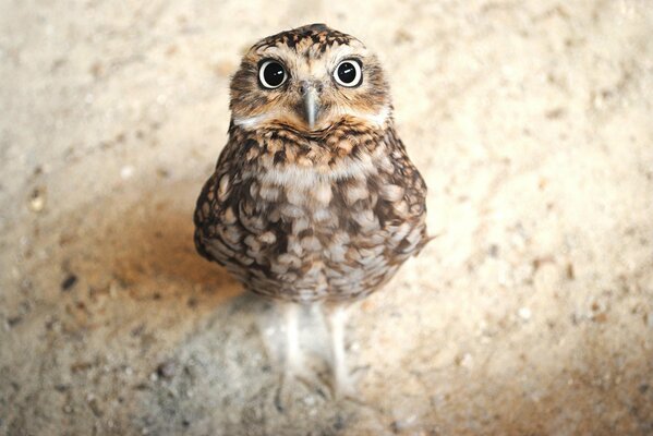 The little owl is watching