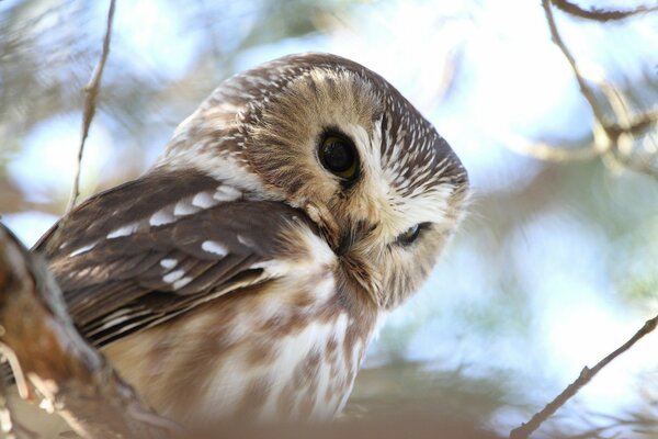 A serious owl on a branch