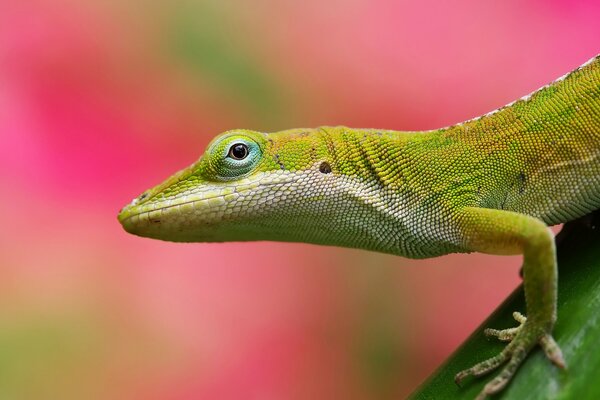 Lagarto sobre fondo rosa-verde