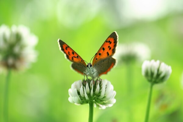 Farfalla su Fiore di trifoglio bianco. Natura in estate