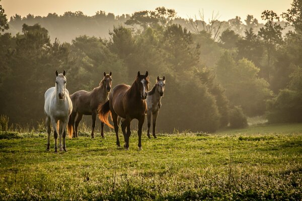 Chevaux arabes sur fond de nature