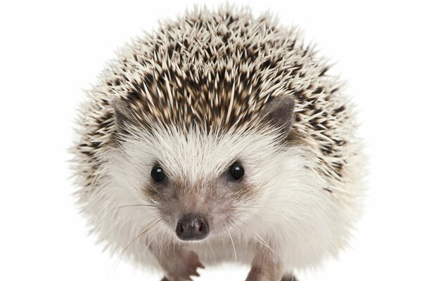 Mammals hedgehog in the fog on a white background