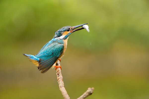 An ordinary kingfisher bird holds its catch in its beak