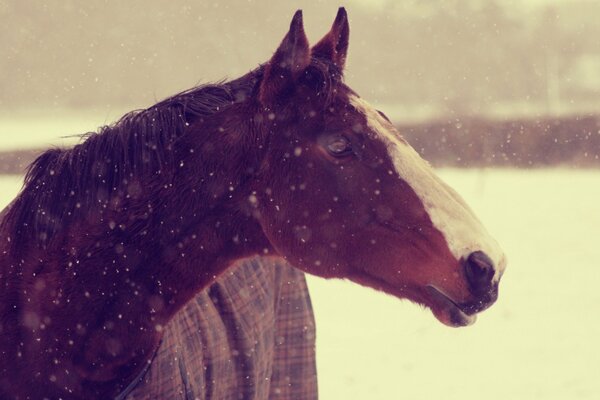 Museau d un cheval sous la neige