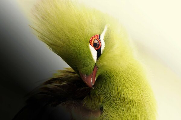 Ein Blick auf das afrikanische Küken Knysna Turaco