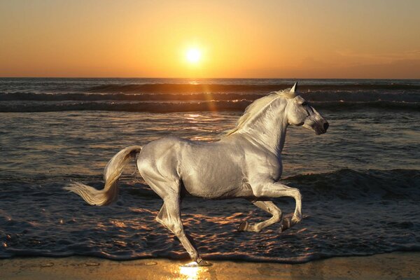 Caballo blanco en el fondo de la puesta de sol