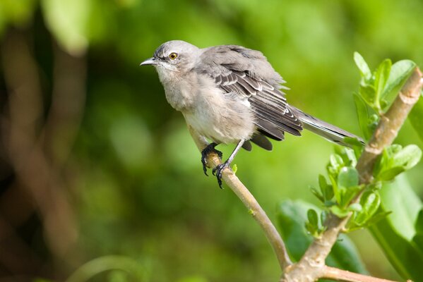 Portrait of a Mockingbird close-up