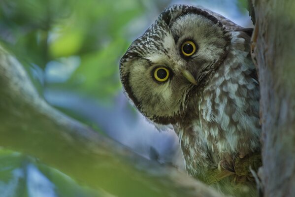 A shaggy-legged owl looks out from behind a tree