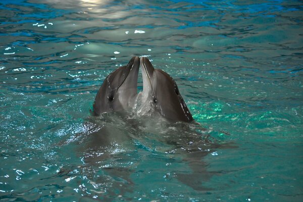 Pareja de delfines en el agua