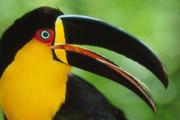 Toucan opened its beak side view